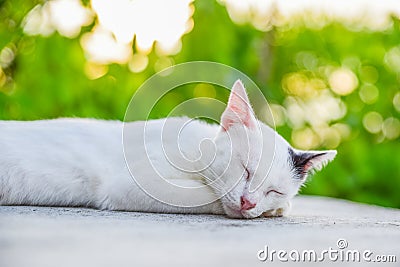 Cat reclined on floor Stock Photo