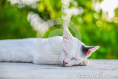 Cat reclined on floor Stock Photo