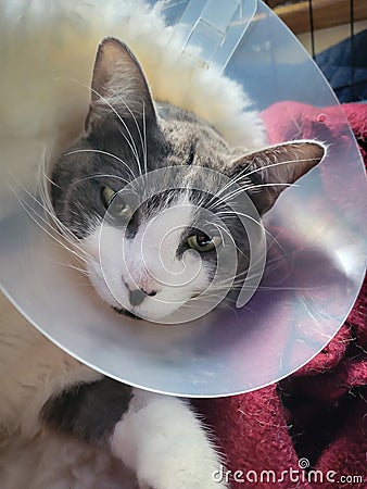 Grey and white cat wearing a cone and drugged up after surgery. Stock Photo