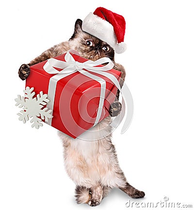 Cat in red Christmas hats with gift. Stock Photo