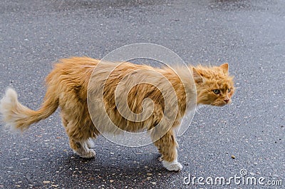 A cat with a red fur walking along the street Stock Photo