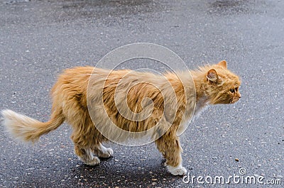 A cat with a red fur walking along the street Stock Photo