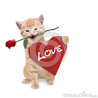 Cat with a red rose and red heart Stock Photo