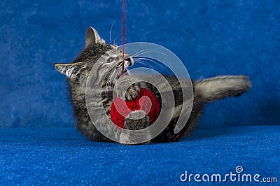 Kitty with yarn ball Stock Photo