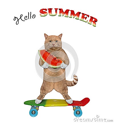 Cat reddish standing on skateboard Stock Photo