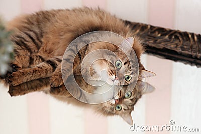 Cat with the reflection in the mirror Stock Photo