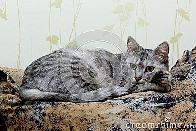 Cat relaxing on a bed Stock Photo