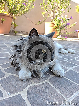 cat relaxing in front of the terrace Stock Photo