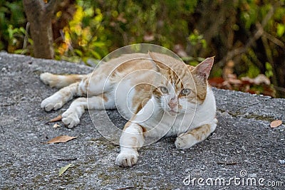 Cat Stock Photo