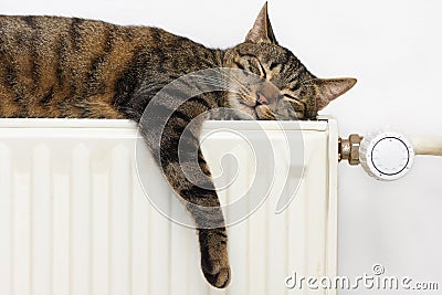 Cat relaxing on a radiator Stock Photo