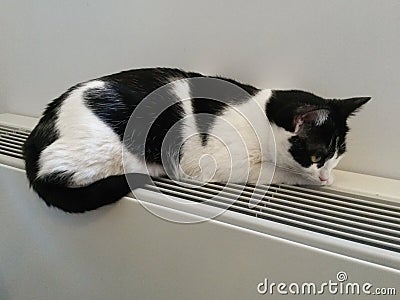 Cat relaxing on a warm radiator Stock Photo