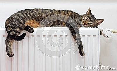 Cat relaxing on a warm radiator Stock Photo