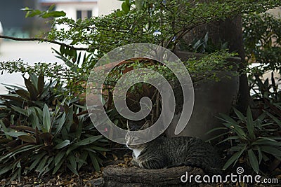 Cat is rest under tree Stock Photo