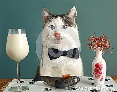 Cat in restaurant with milk and raw fish Stock Photo