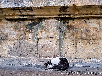 A cat resting beside an ancient textured temple wall Stock Photo