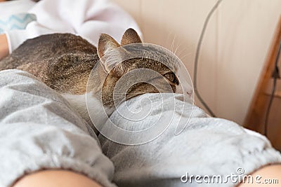 Cat resting on a personÂ´s legs Stock Photo