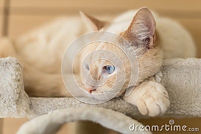 Cat resting at home Stock Photo