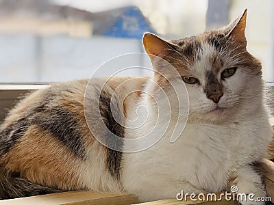 The cat is resting near the window, at home. Cute cat lies at the window and rests at home on a quiet day Stock Photo