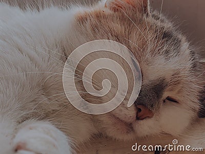 The cat is resting near the window, at home. Cute cat lies at the window and rests at home on a quiet day Stock Photo
