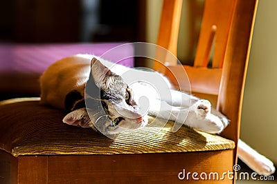 Cat resting Stock Photo