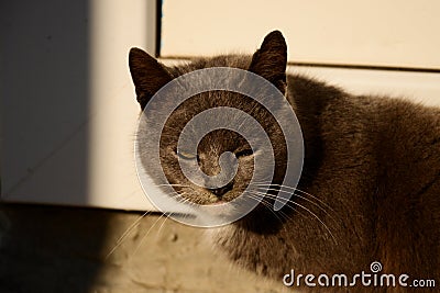 The cat is resting on the street, basking in the sun Stock Photo