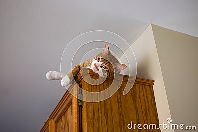 Cat resting on top of cabinet Stock Photo