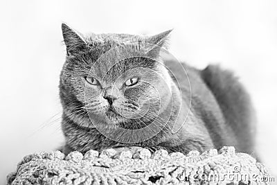 A cat rests and stares with narrowed eyes, black and white pet portrait Stock Photo