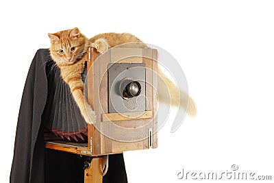 Cat retro photographer with vintage camera Stock Photo