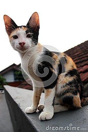 A cat on the roof top Stock Photo
