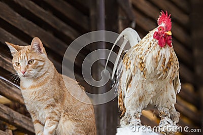 Cat and rooster Stock Photo