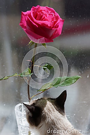 Cat rose Rosa flower floret Stock Photo