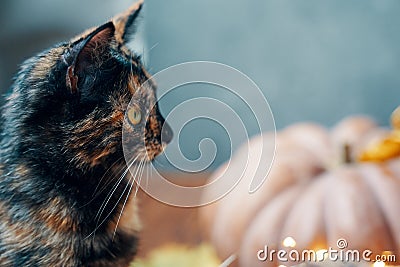 A cat and a round ripe pumpkin on a light blue background. Stock Photo