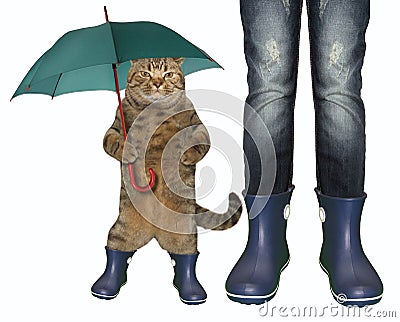 Cat in rubber boots 2 Stock Photo