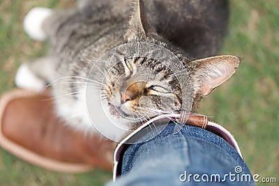 Cat rubbing against leg affectionately Stock Photo