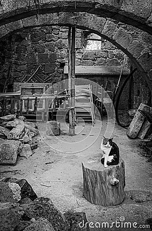 Cat in the ruins Stock Photo