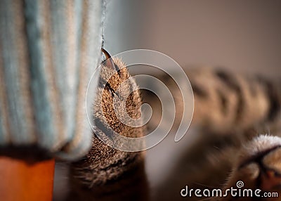 Cat's Claw In Couch Stock Photo