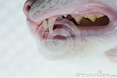 Cat`s dentition, side view Stock Photo
