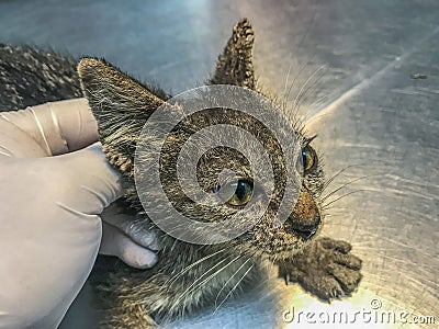 Cat's ears and face bear the signs of Feline Scabies, inflicted by Sarcoptes scabiei. Stock Photo