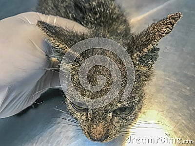 Cat's ears and face, a canvas of Feline Scabies-Sarcoptes scabiei leaves lesions Stock Photo