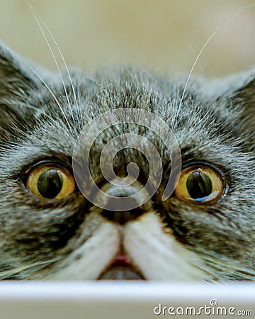 Cat`s eyes glared in close up into camera lens. Stock Photo