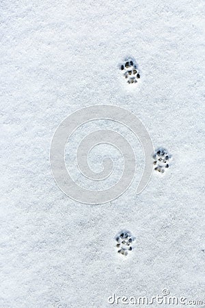 Cat's footprint in the snow Stock Photo