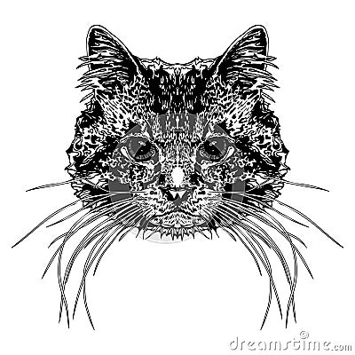 Cat`s head. Vector Illustration