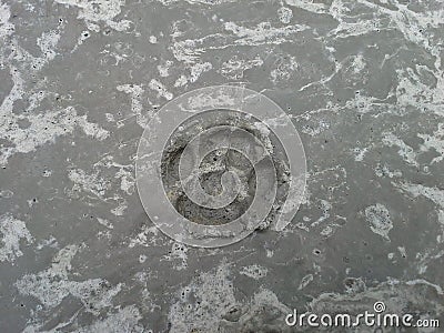 Cat`s Pawprint in Concrete Stock Photo