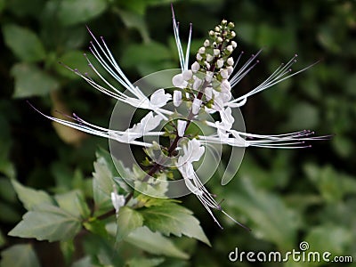 Orthosiphon aristatus is known as the cat's whisker plant Stock Photo