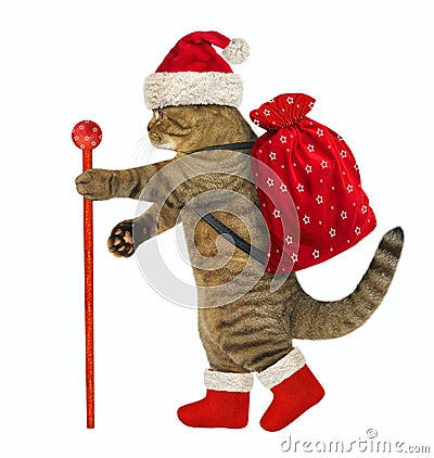 Cat with Christmas gifts Stock Photo