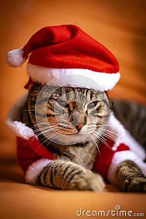 Cat dressed up as santa claus Stock Photo