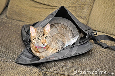 Cat in a Satchel Stock Photo