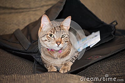 Cat in a Satchel Stock Photo