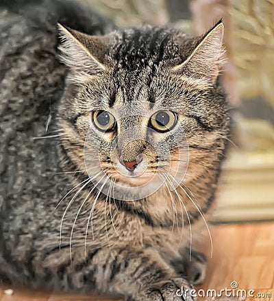 Cat with a scared tense look Stock Photo