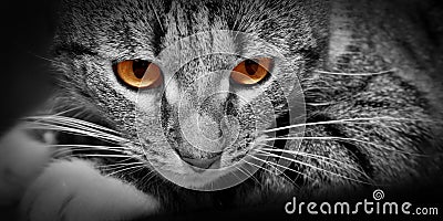 Cat with scary red glowing eyes Stock Photo